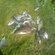 Carp bream