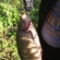 Carp