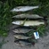 Pike perch