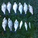 Carp bream