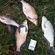Carp bream