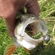 Eurasian perch