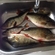 Eurasian perch