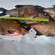 Carp bream