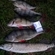 Eurasian perch