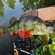 Eurasian perch