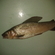 Grayling