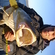Atlantic cod
