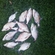 Carp bream