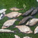 Tench