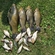 Tench