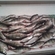 Eurasian perch