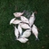Carp bream