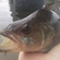 Eurasian perch