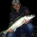 Pike perch