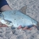 Carp bream