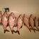 Carp bream