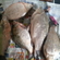 Crucian carp