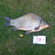 Crucian carp