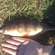 Eurasian perch