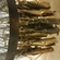Mackerel
