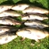 Carp