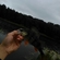 Eurasian perch