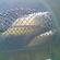 Carp bream