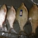 Carp bream