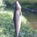 Grayling
