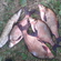 Carp bream