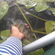 Eurasian perch