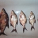 Carp bream