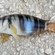 Pointed comber