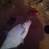 Carp bream