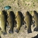 Tench