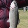 Ocean Trout
