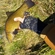 Tench