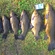 Tench