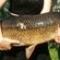 Carp