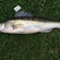 Pike perch