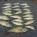 Eurasian perch