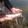 Grayling