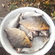 Silver Bream
