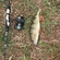 Eurasian perch