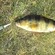 Eurasian perch