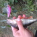 Eurasian perch