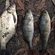 Carp bream