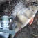 Eurasian perch