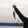 Eurasian perch